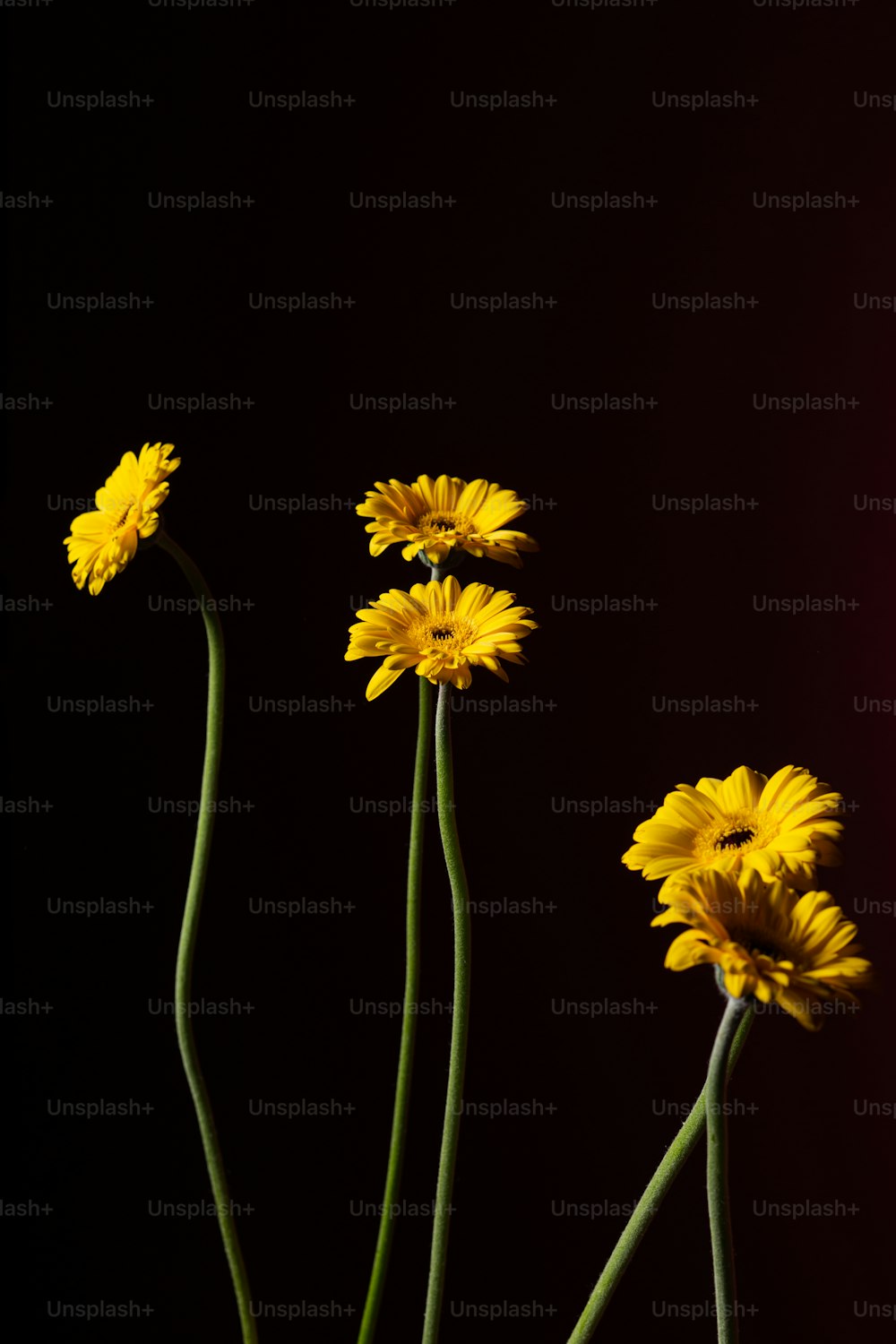 three yellow flowers in a vase on a table
