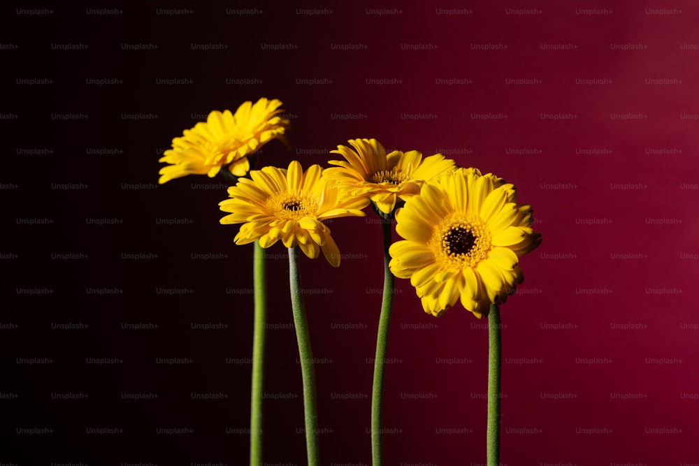 three yellow flowers in a vase on a table