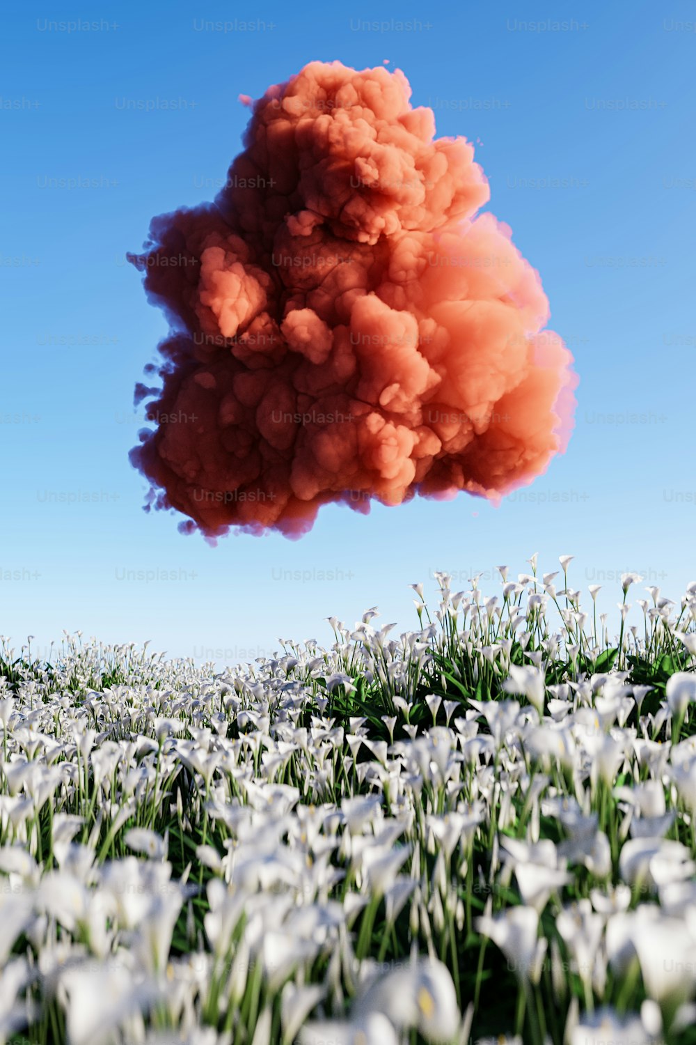 Eine Rauchwolke liegt über einem Blumenfeld in der Luft