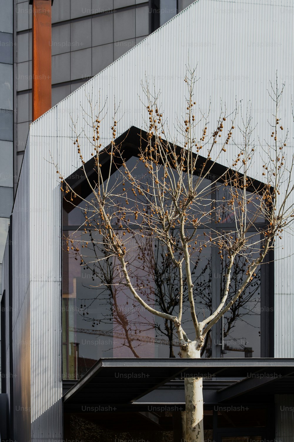 a tree with no leaves in front of a building