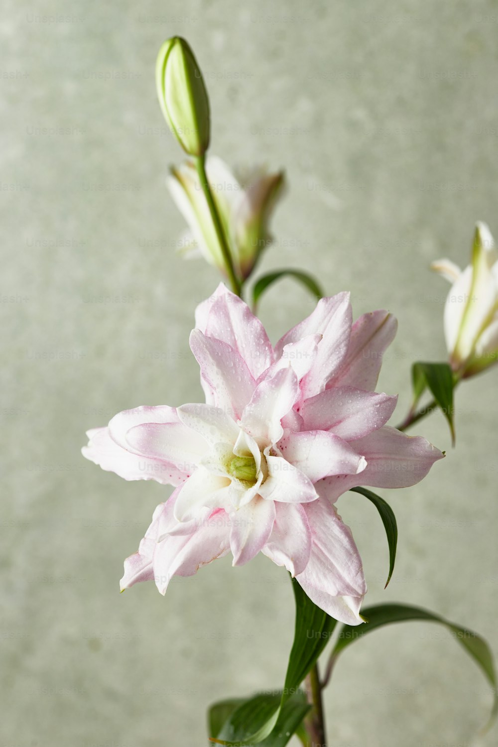 a pink and white flower in a vase