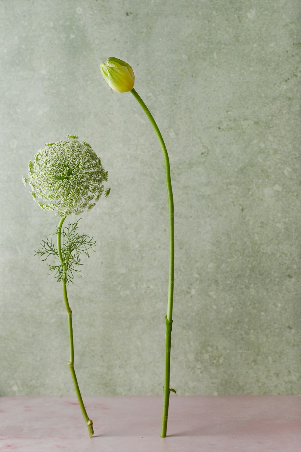 a single flower in a vase on a table