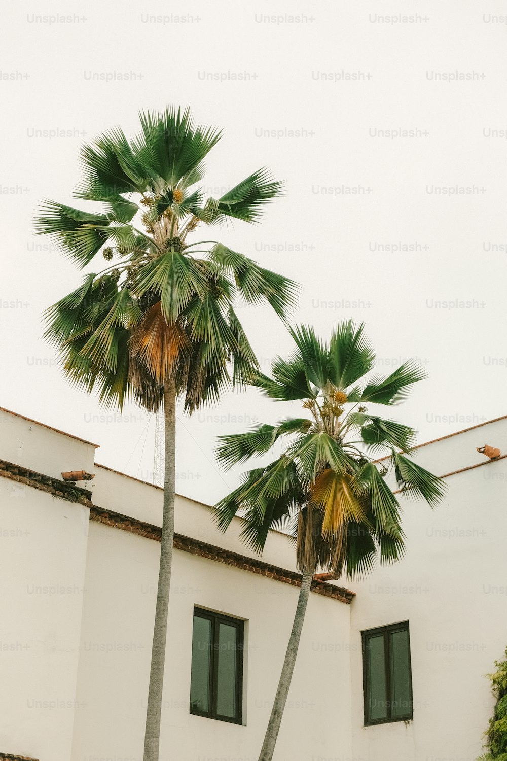 two palm trees in front of a white building