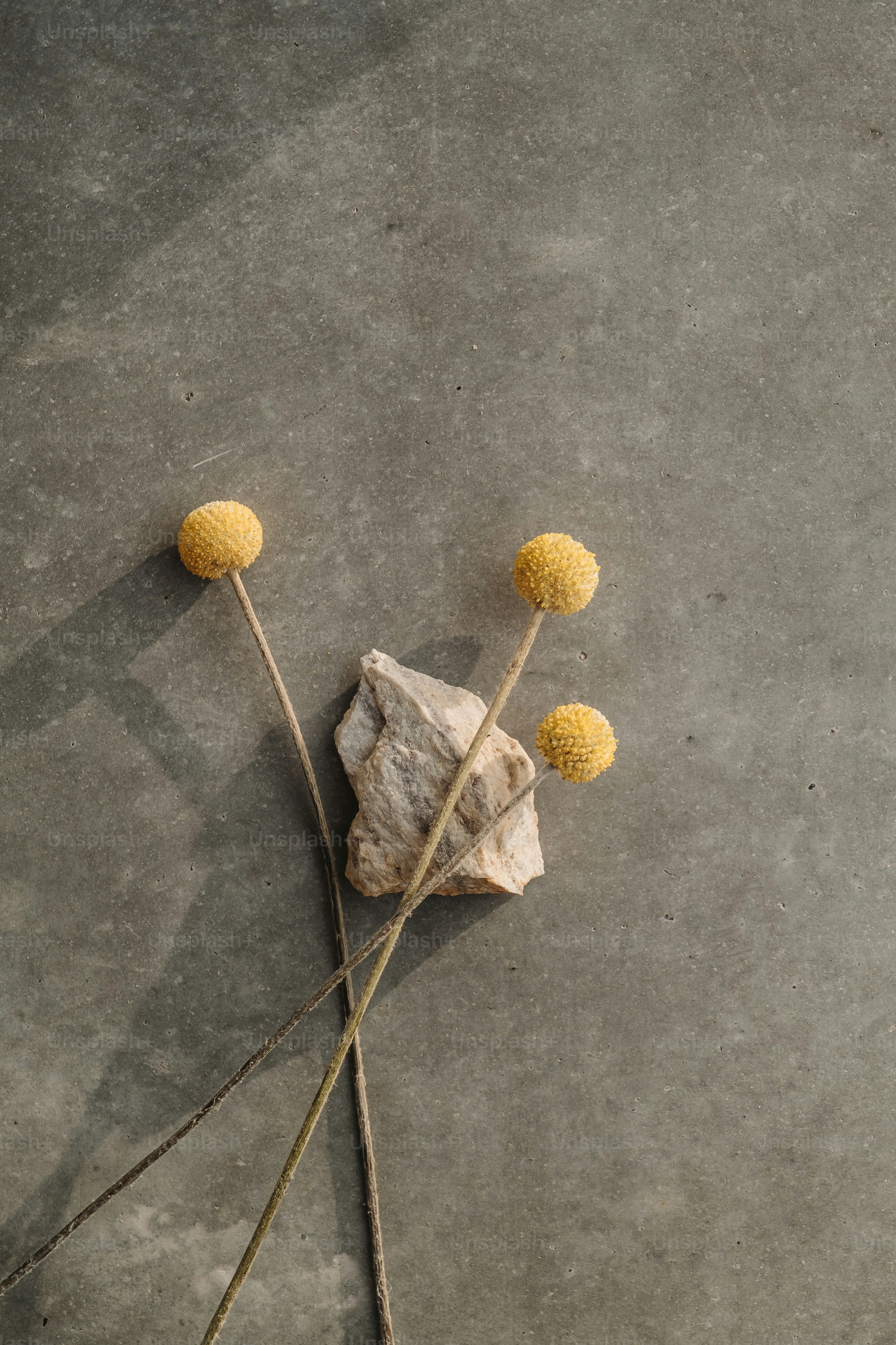 a rock with three yellow flowers on it