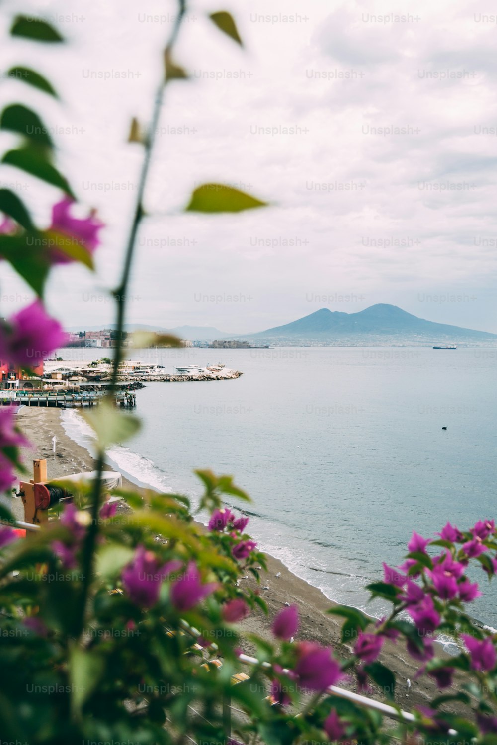 a view of a body of water with a bunch of flowers in the foreground