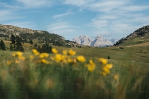 a field with yellow flowers and mountains in the background