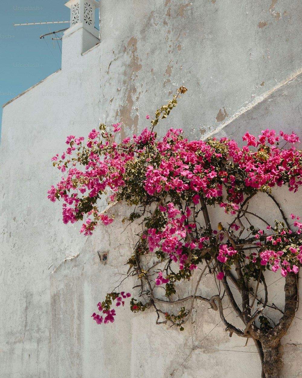 pink flowers growing on the side of a building