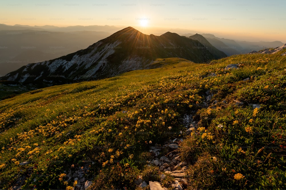 Il sole sta tramontando su una montagna con fiori selvatici