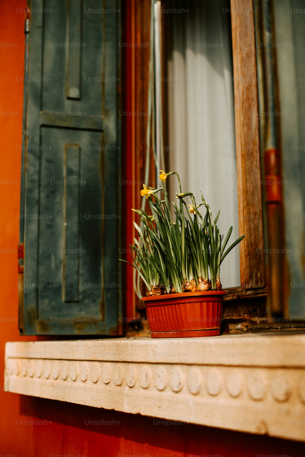 um vaso de plantas sentado em cima de um peitoril da janela