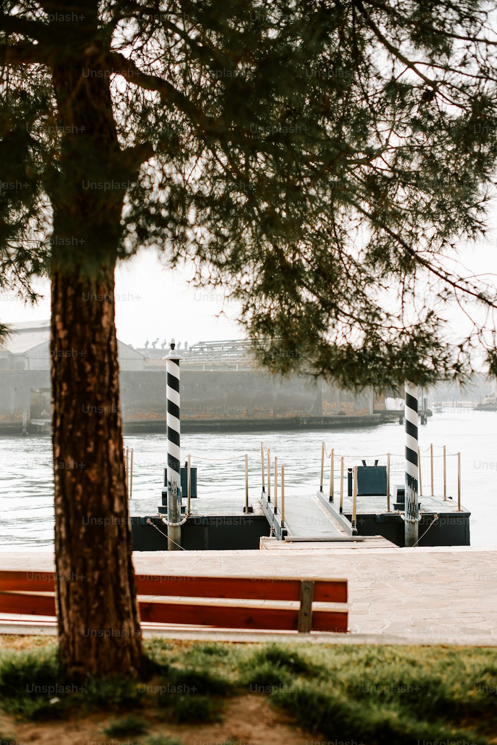 a bench sitting next to a tree near a body of water