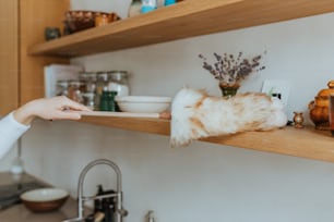 a woman is reaching for a cat's tail on a shelf