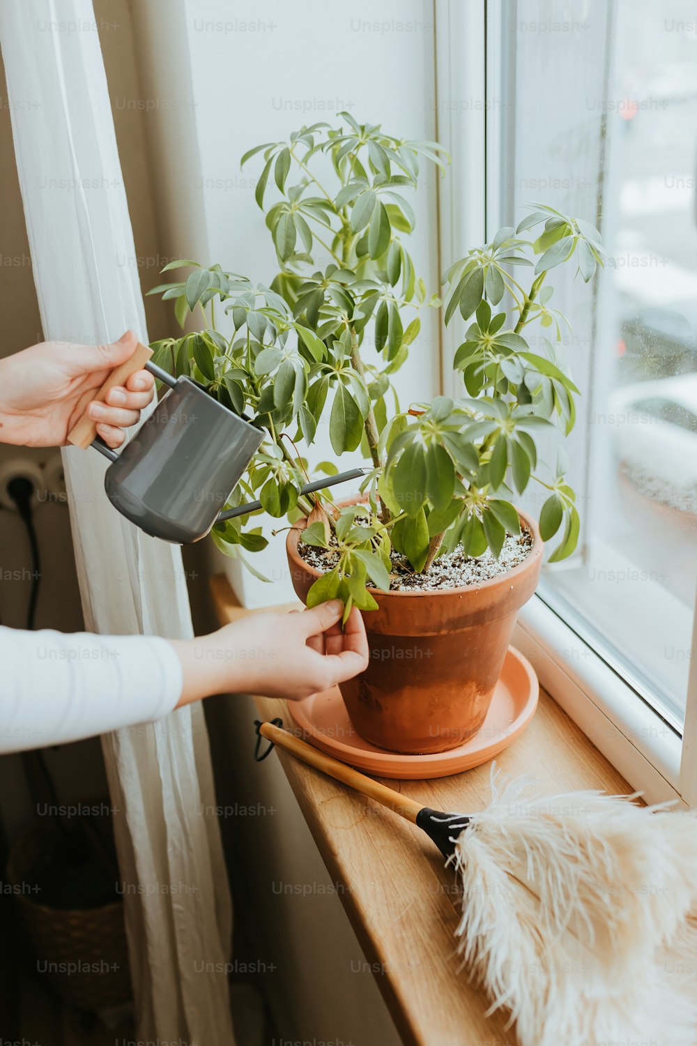 Una mujer está regando una planta en maceta en el alféizar de una ventana