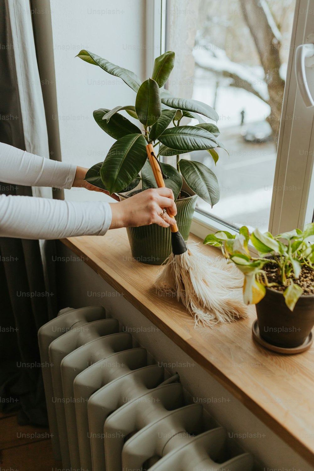 a person holding a plant on a window sill