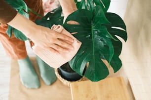 a woman cleaning a potted plant with a cloth