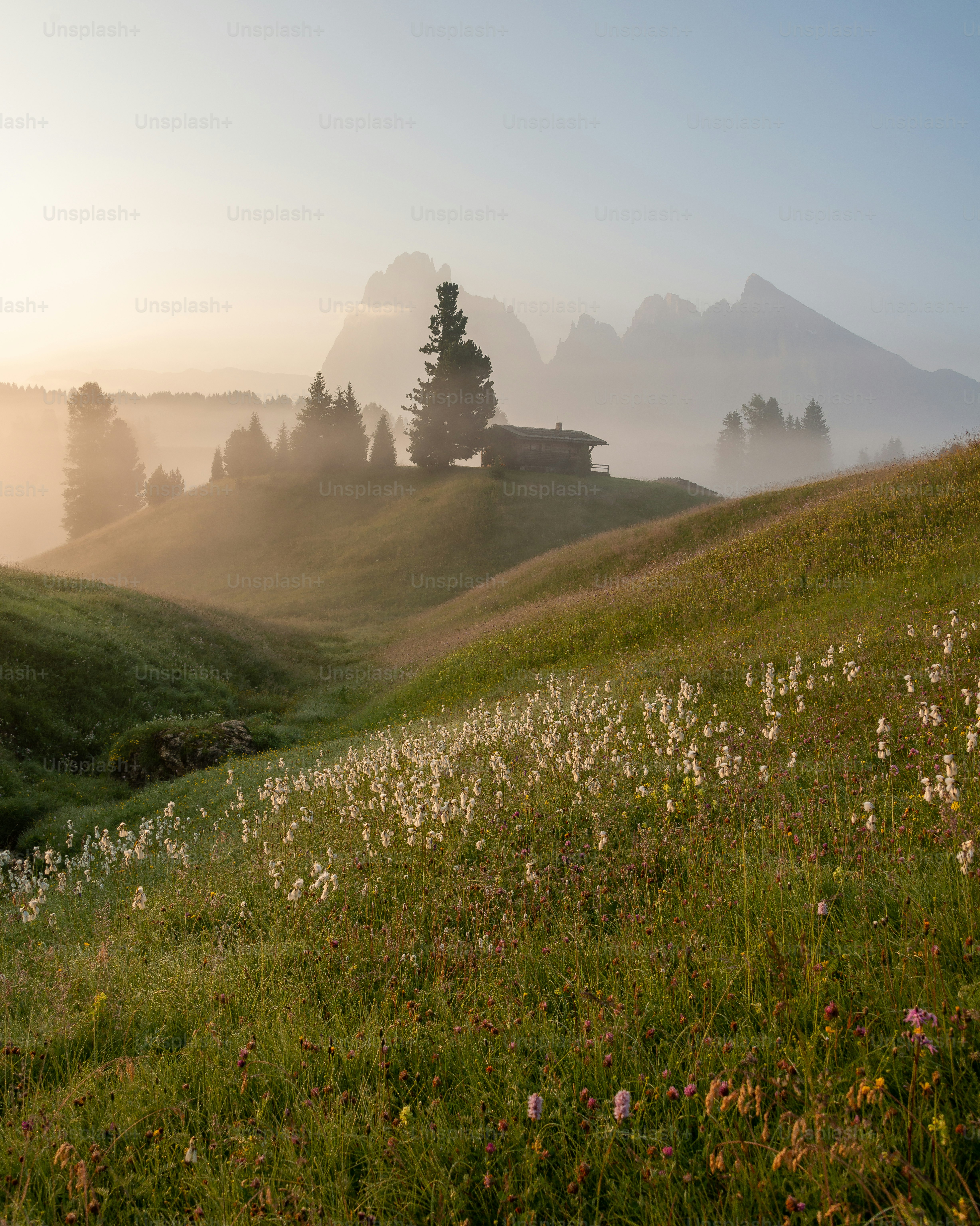 a field with flowers and a house in the distance