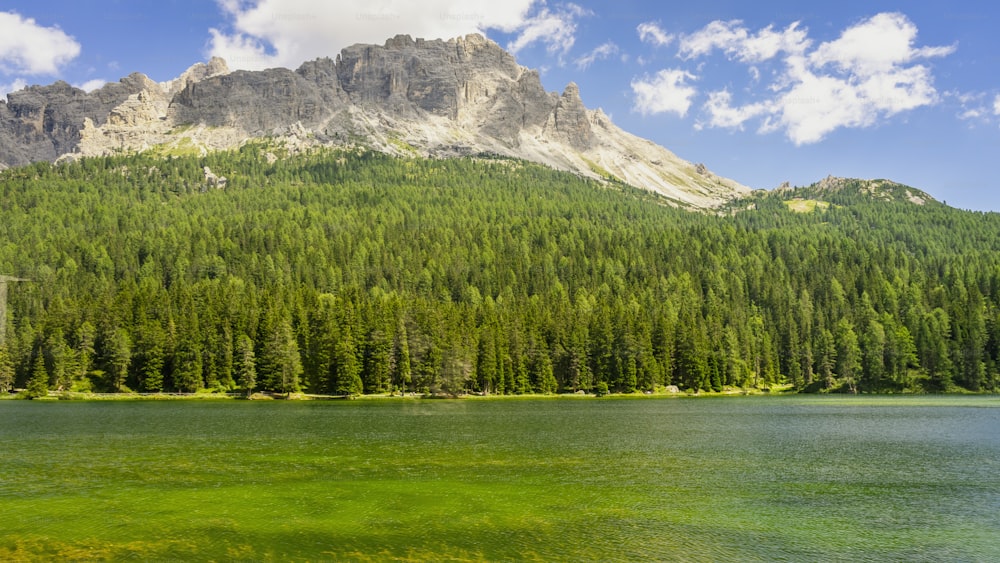 a large body of water surrounded by a forest