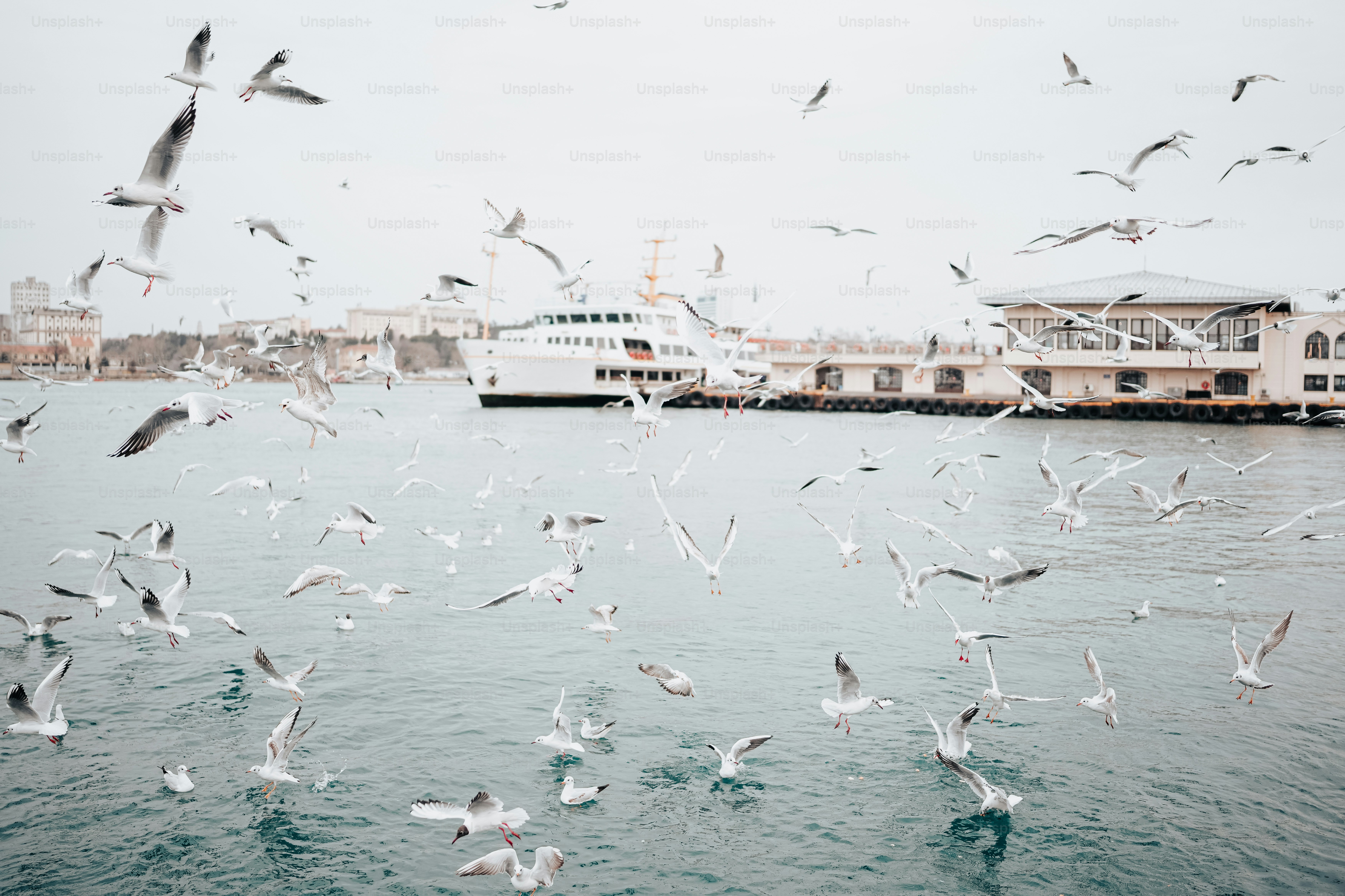 a flock of seagulls flying over a body of water