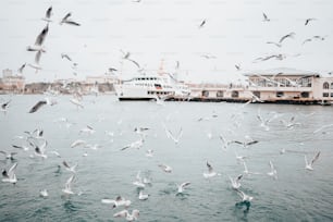 a flock of seagulls flying over a body of water