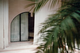 a palm tree is in front of a door