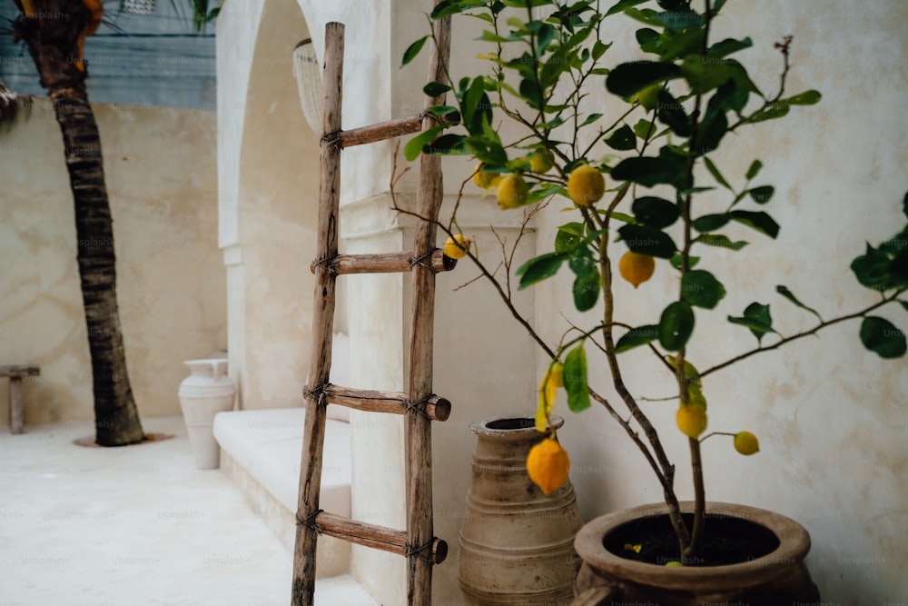 a ladder leaning against a wall next to a potted plant