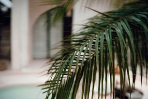 a close up of a palm tree near a pool