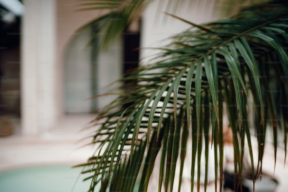 a close up of a palm tree near a pool