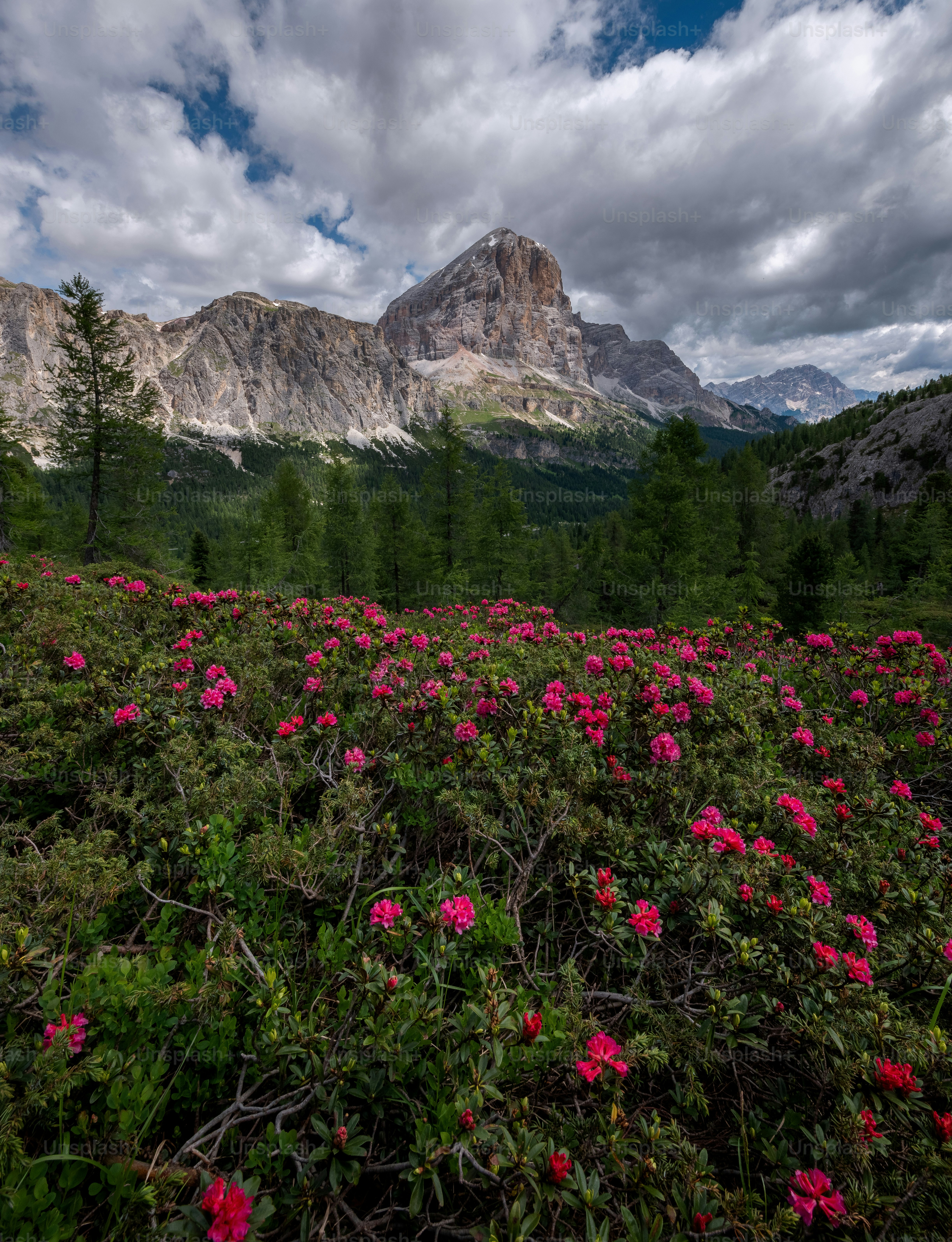 a field of flowers with mountains in the background