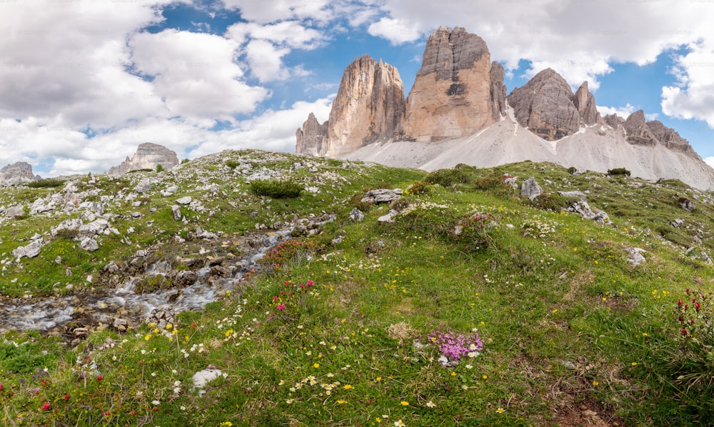 a grassy field with flowers and a mountain in the background
