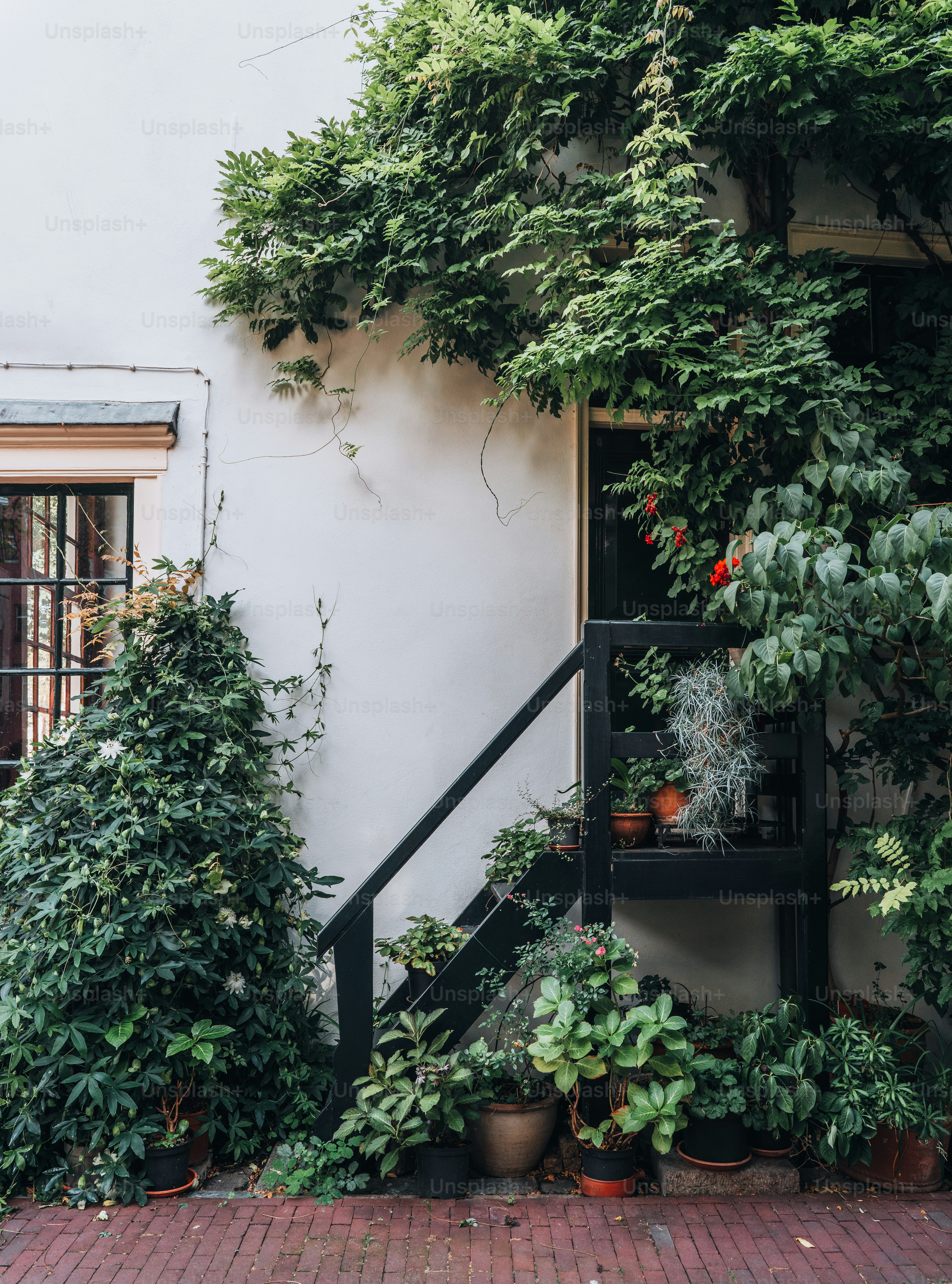 un tas de plantes qui sont près d’un bâtiment