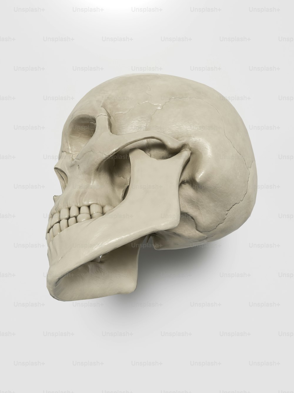 um modelo de um crânio humano em um fundo branco