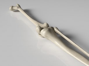 um modelo de uma perna humana com um osso no meio dela