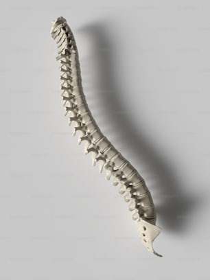 a long bone with a very long neck