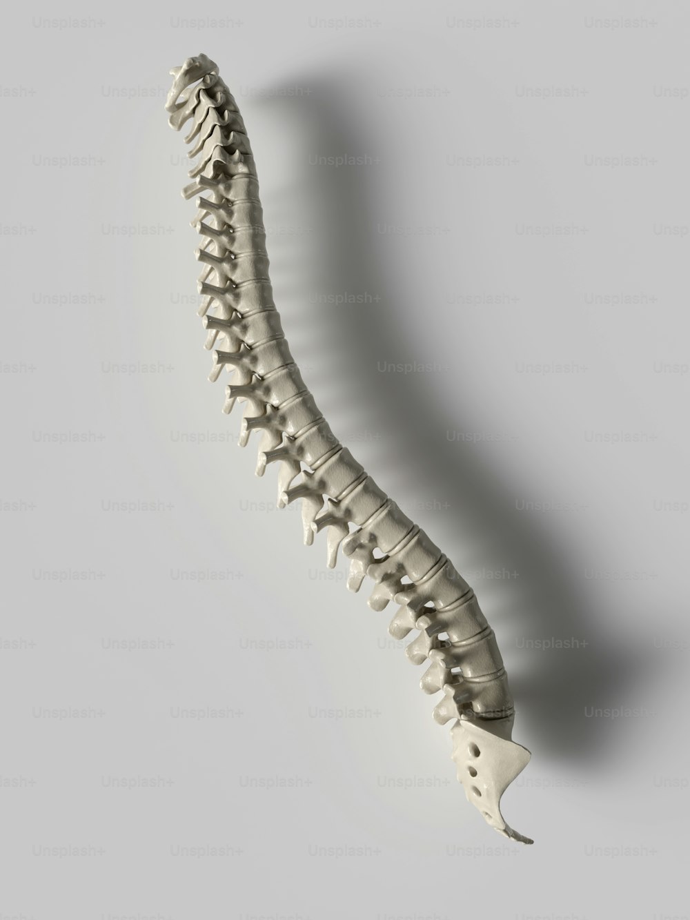 非常に長い首を持つ長い骨