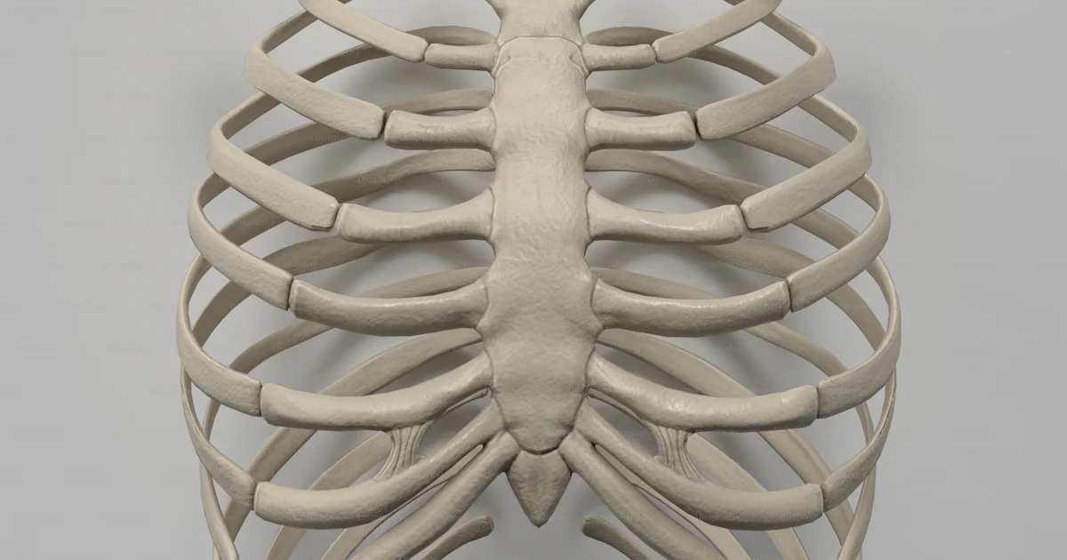 A 3d model of a human rib cage photo – Screensaver Image on Unsplash