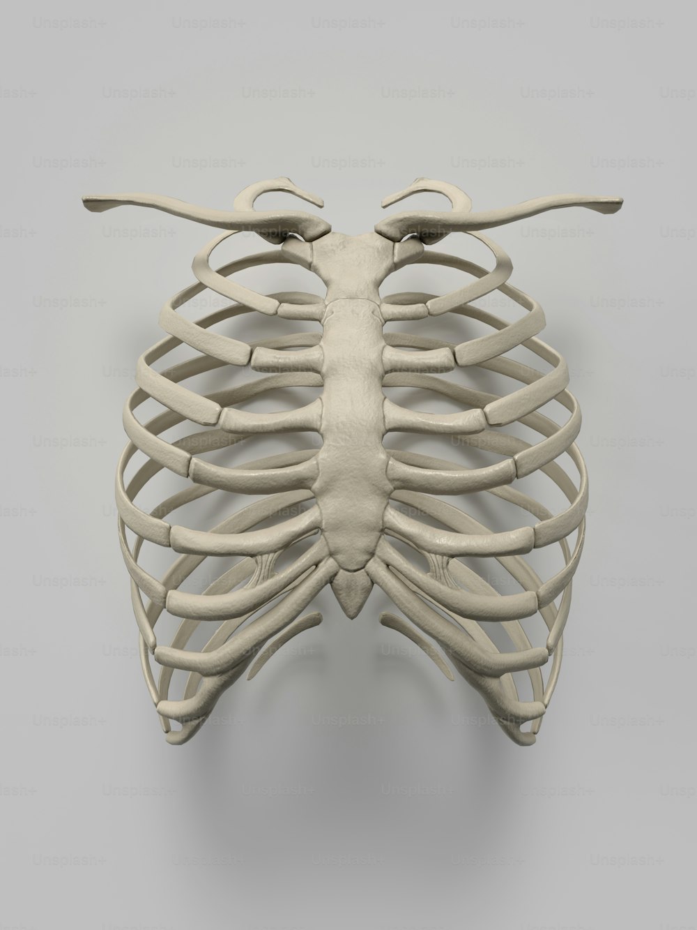 a 3d model of a human rib cage