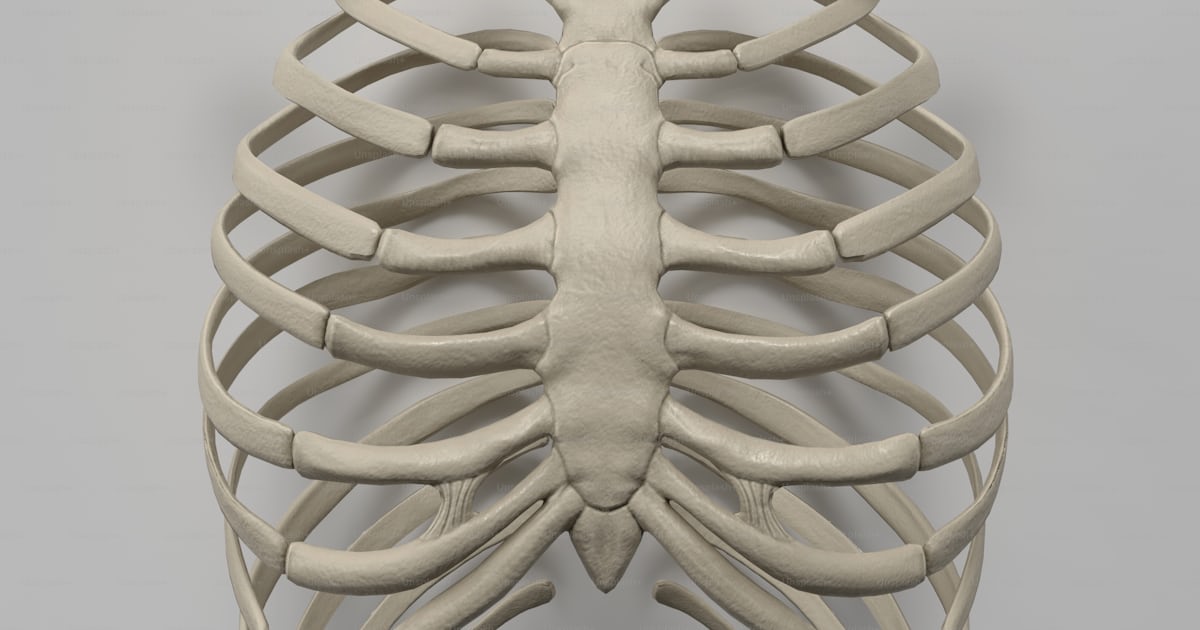 A 3d model of a human rib cage photo – Human Image on Unsplash