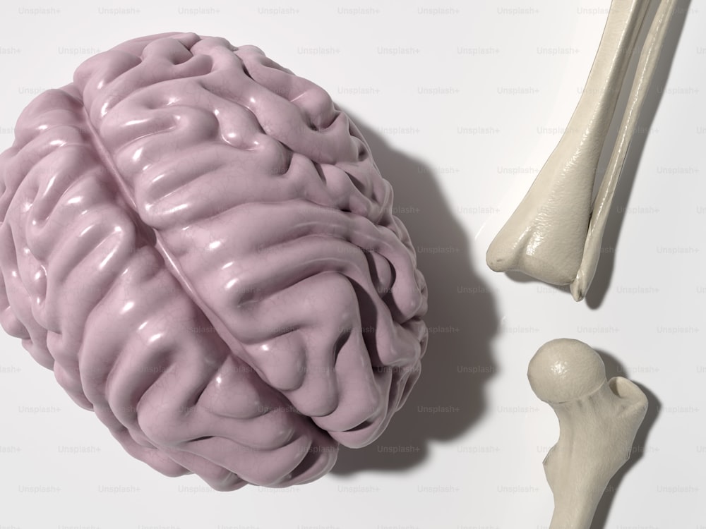 um modelo de um cérebro humano ao lado de um osso