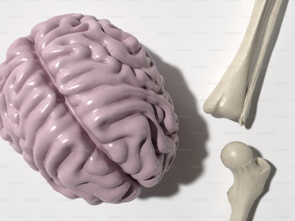 a model of a human brain next to a bone