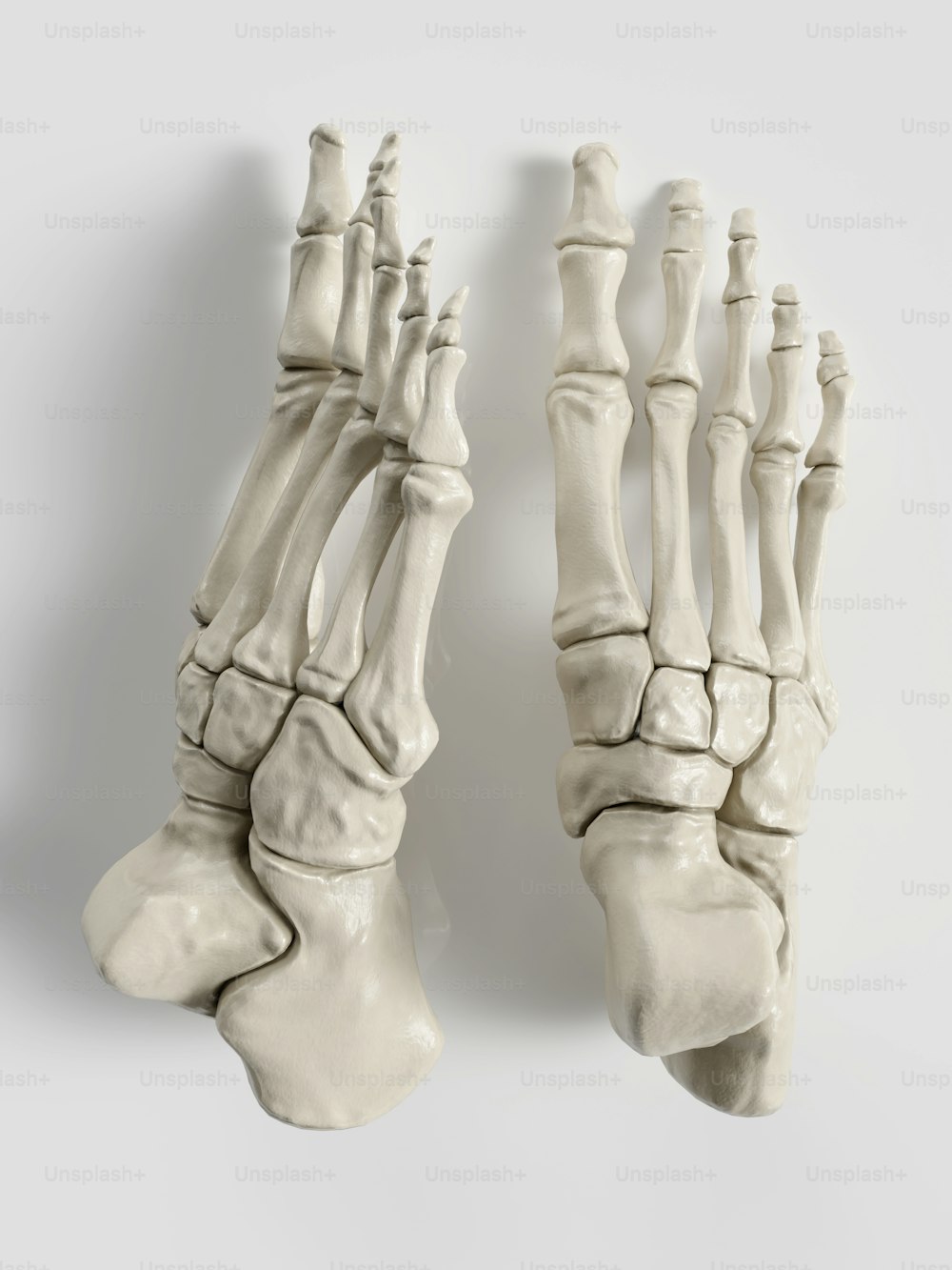 ein Paar Knochen einer menschlichen Hand und eines menschlichen Fußes
