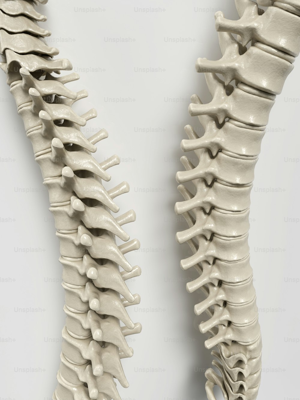 um modelo da parte de trás de um esqueleto humano