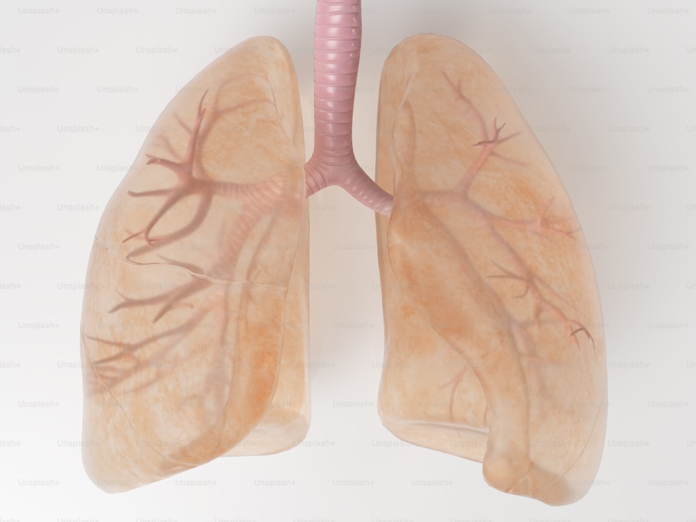 um diagrama dos pulmões mostrando a localização dos pulmões