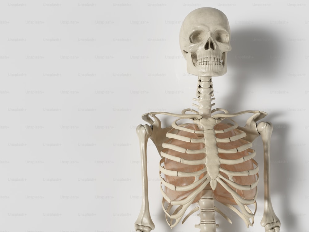 Un modèle d’un squelette humain est montré