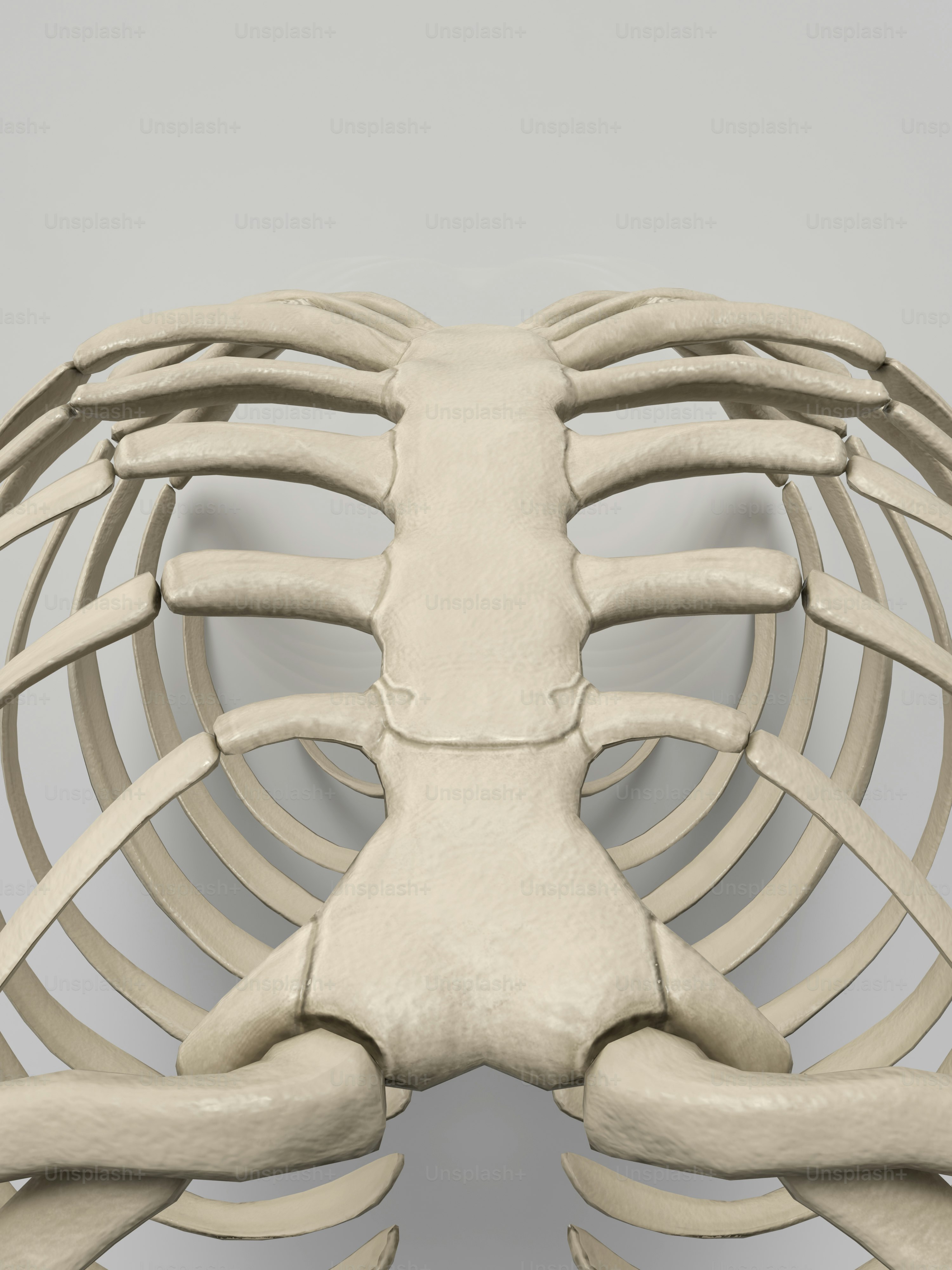 Un modelo de la parte posterior de un esqueleto humano