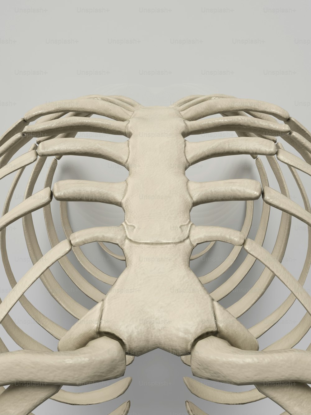Un modèle du dos d’un squelette humain
