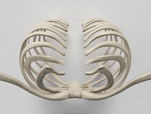인간 흉곽의 3D 모델