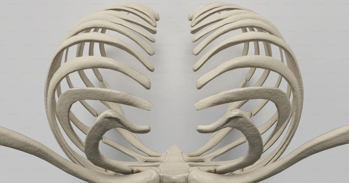 A 3d model of a human rib cage photo – Full hd wallpaper Image on Unsplash