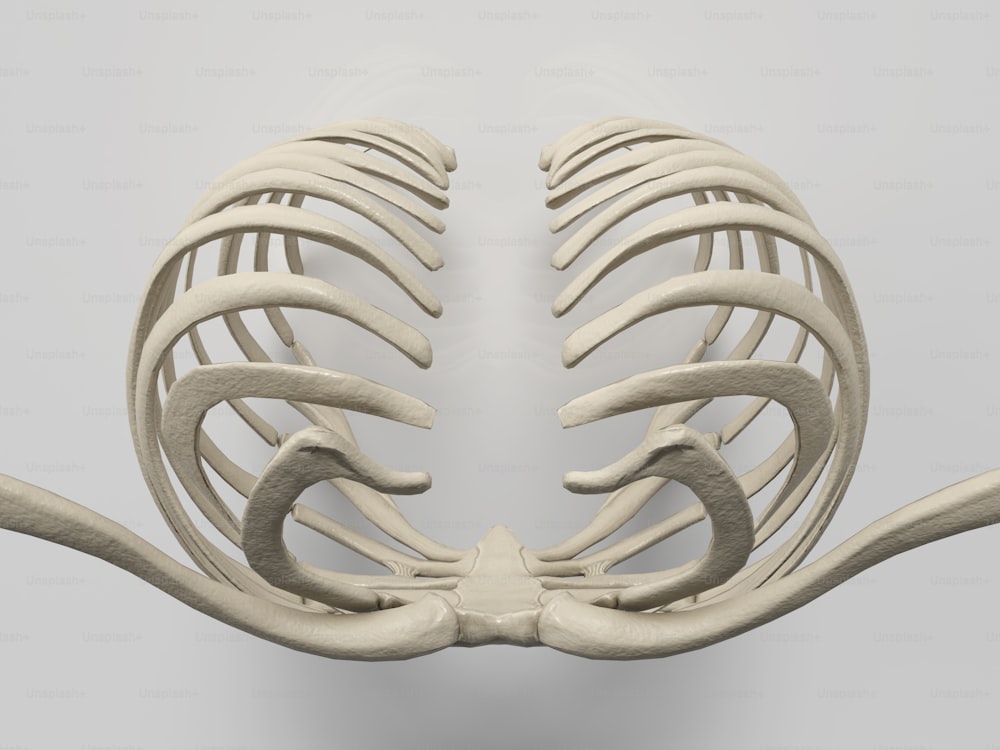 a 3d model of a human rib cage