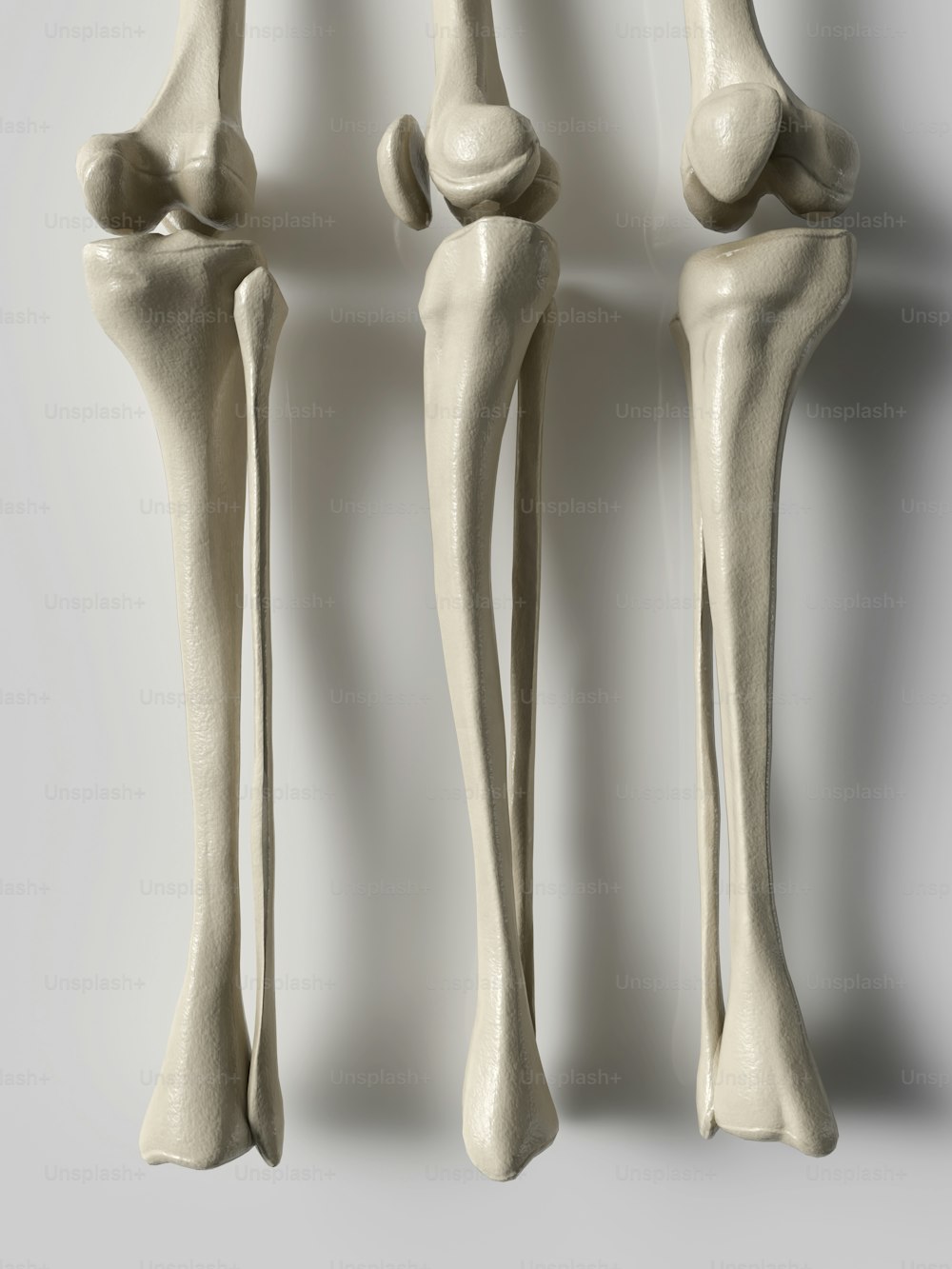 Tres puntos de vista diferentes de los huesos de un ser humano