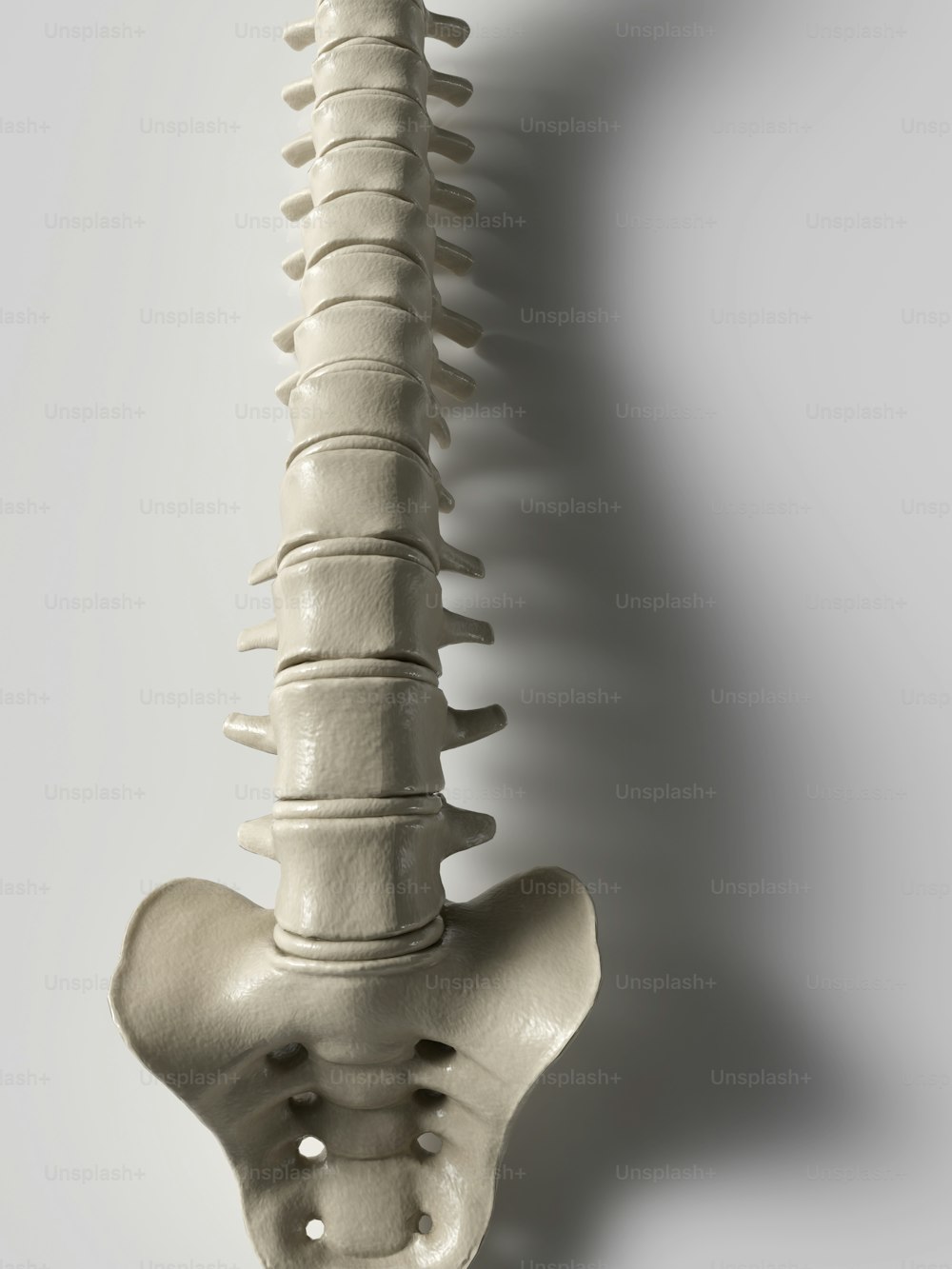 Un modelo de la parte posterior de un esqueleto humano