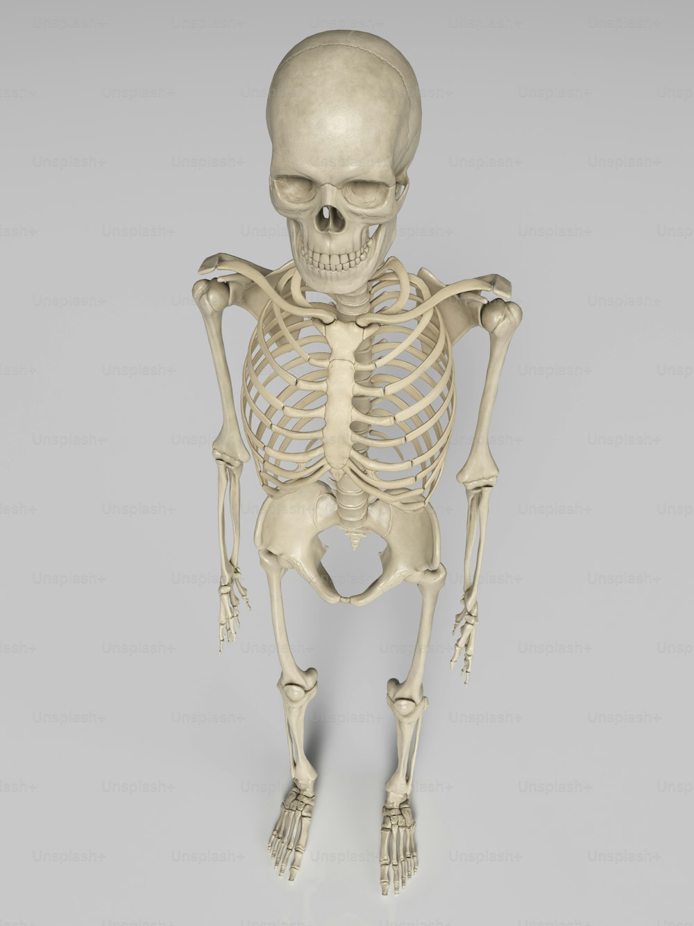 Ein Skelett steht in einer Pose auf grauem Hintergrund
